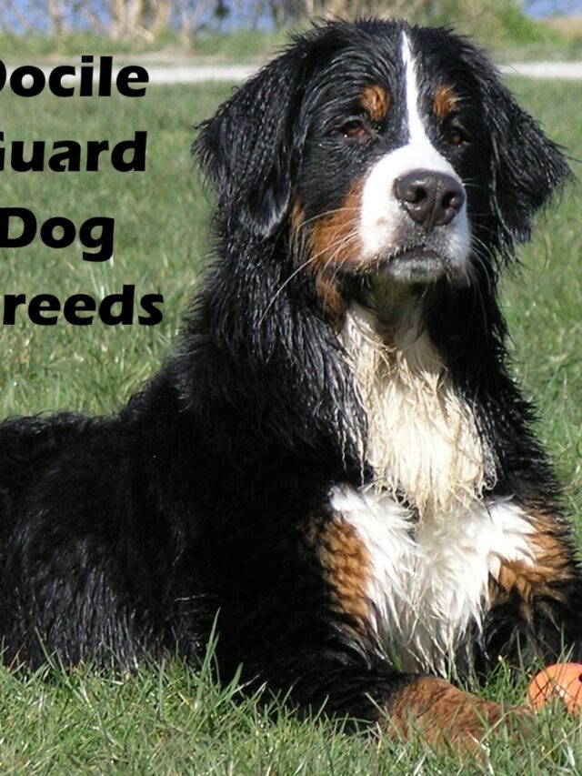 8 Dog Breeds That Will Guard You with Their Life